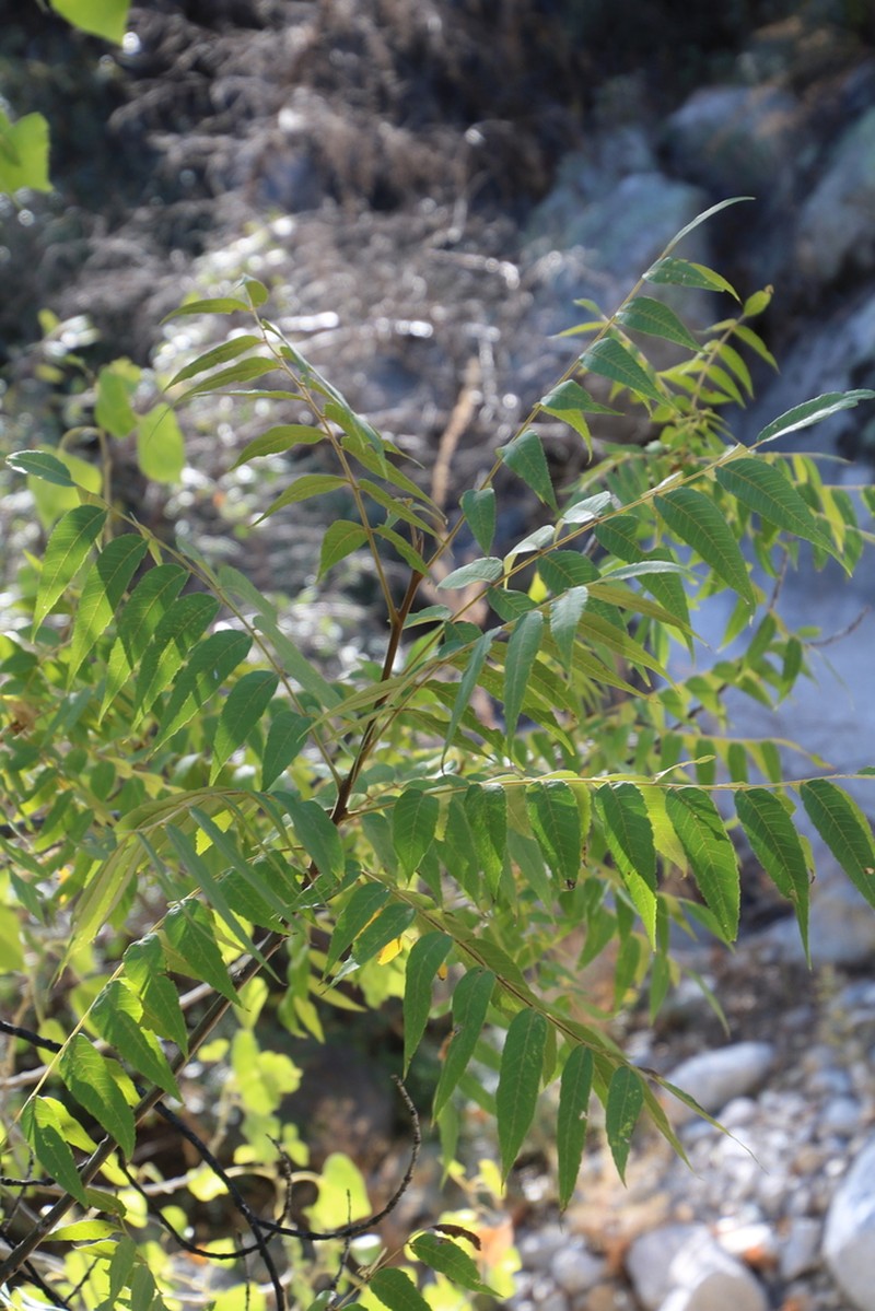Arizona Walnut photo 6