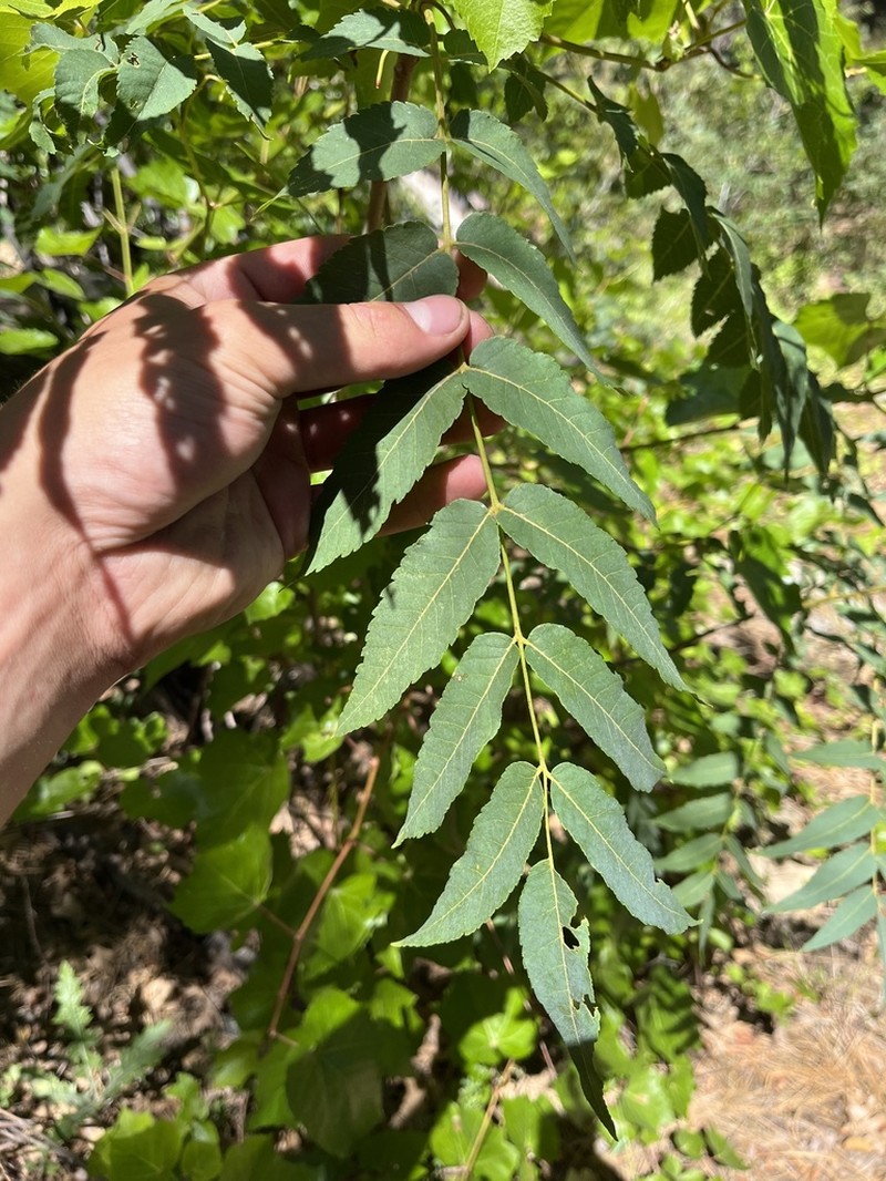 Arizona Walnut photo 7