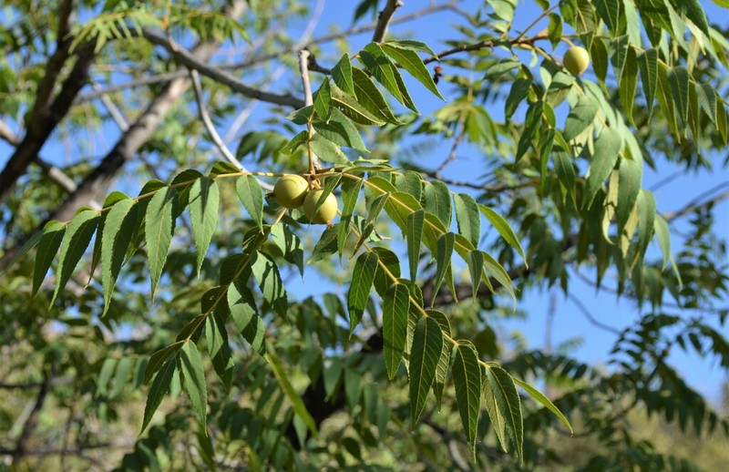 Arizona Walnut photo 8