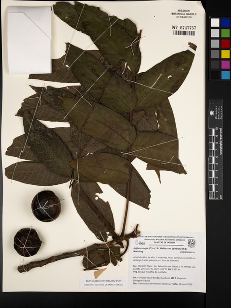 Juglans major var. glabrata