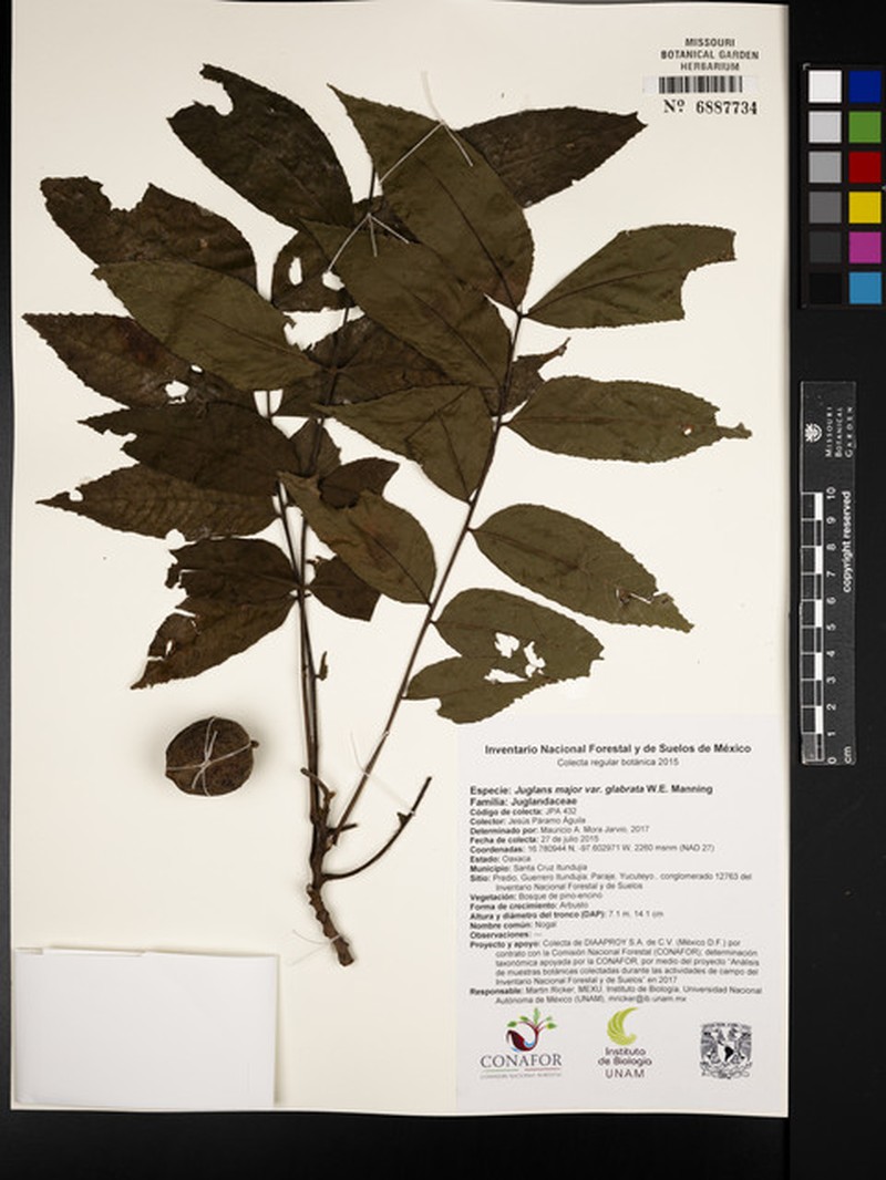 Juglans major var. glabrata photo 2