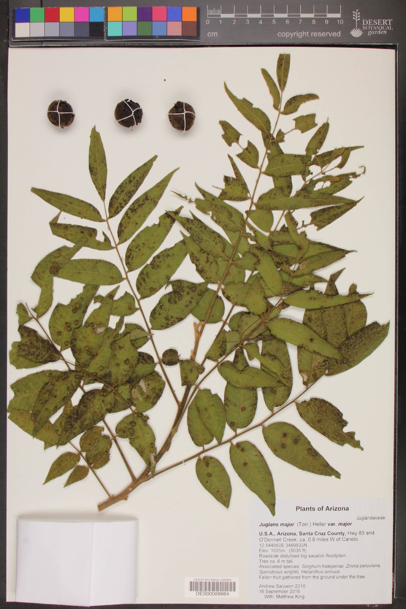 Juglans major var. major