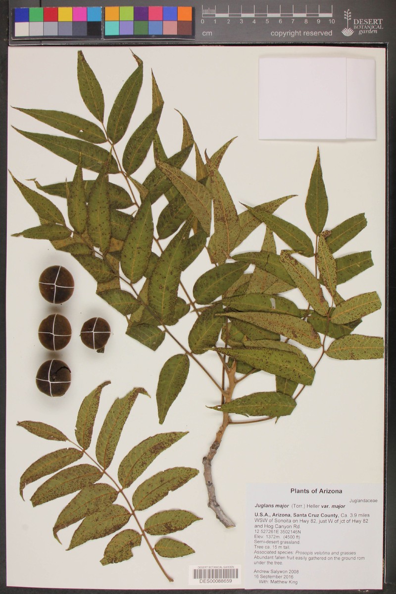 Juglans major var. major photo 2