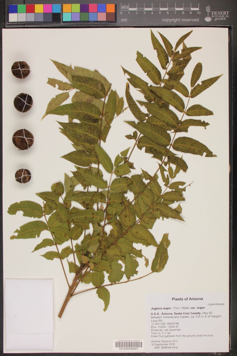 Juglans major var. major photo 3