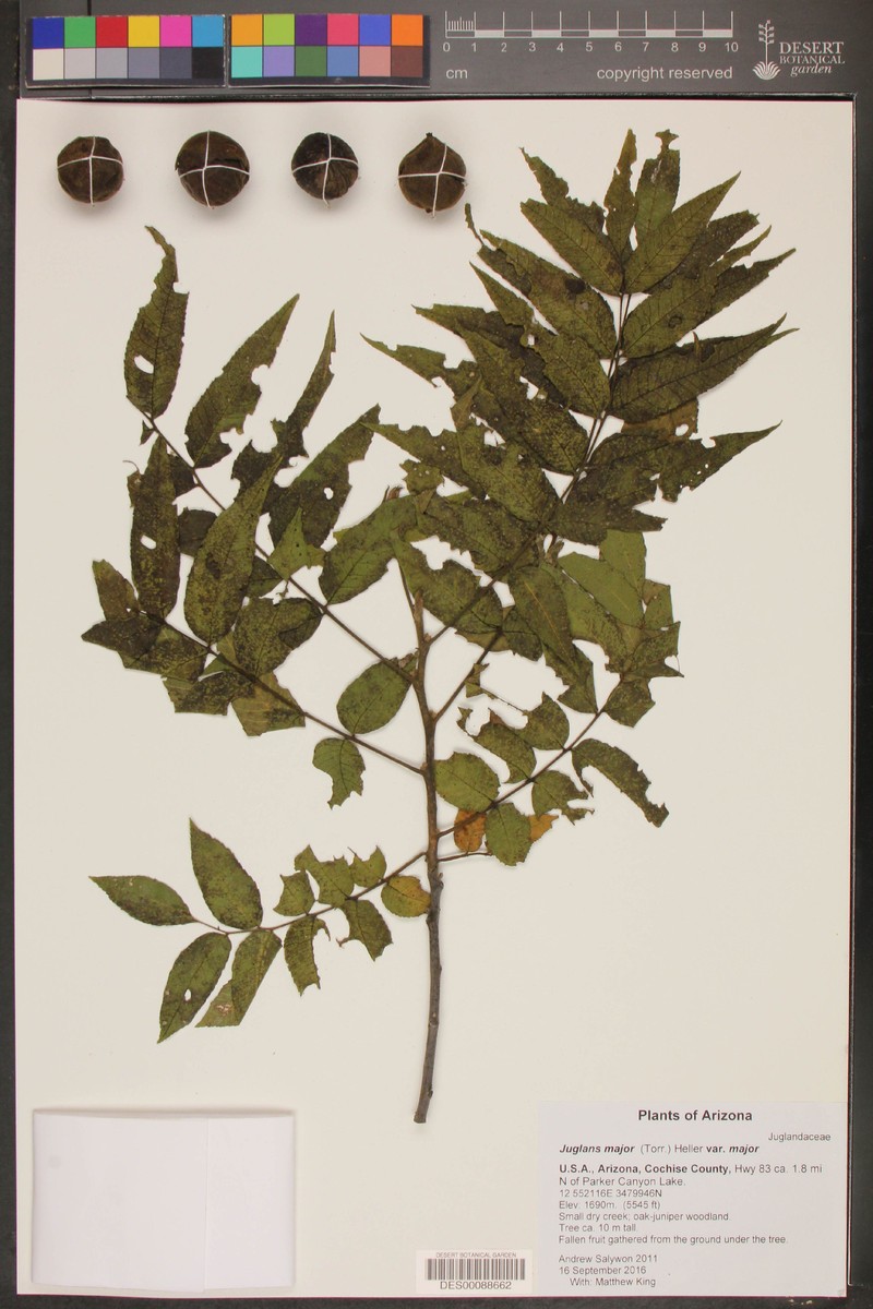 Juglans major var. major photo 4