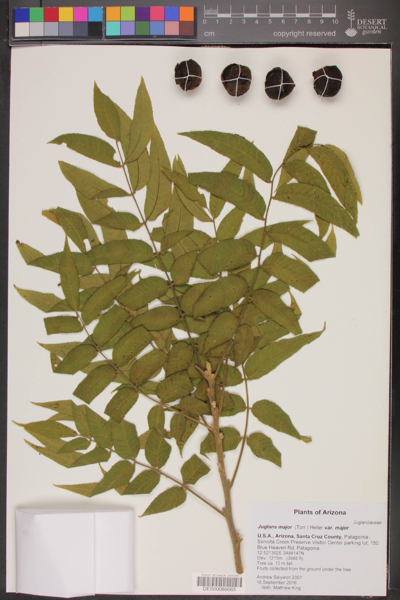 Juglans major var. major photo 5