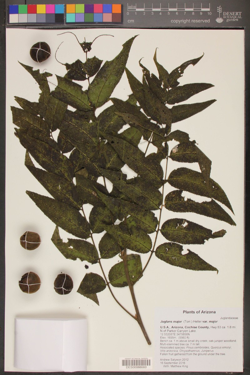 Juglans major var. major photo 6
