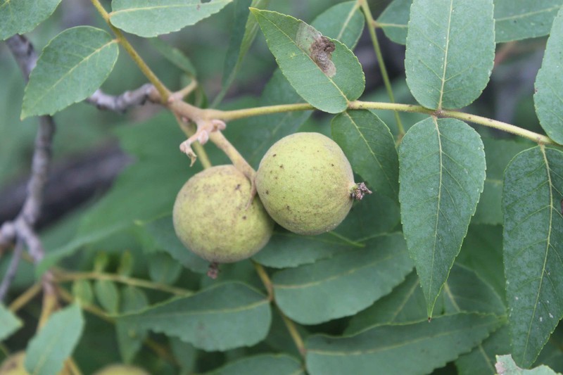 Juglans major var. major photo 7
