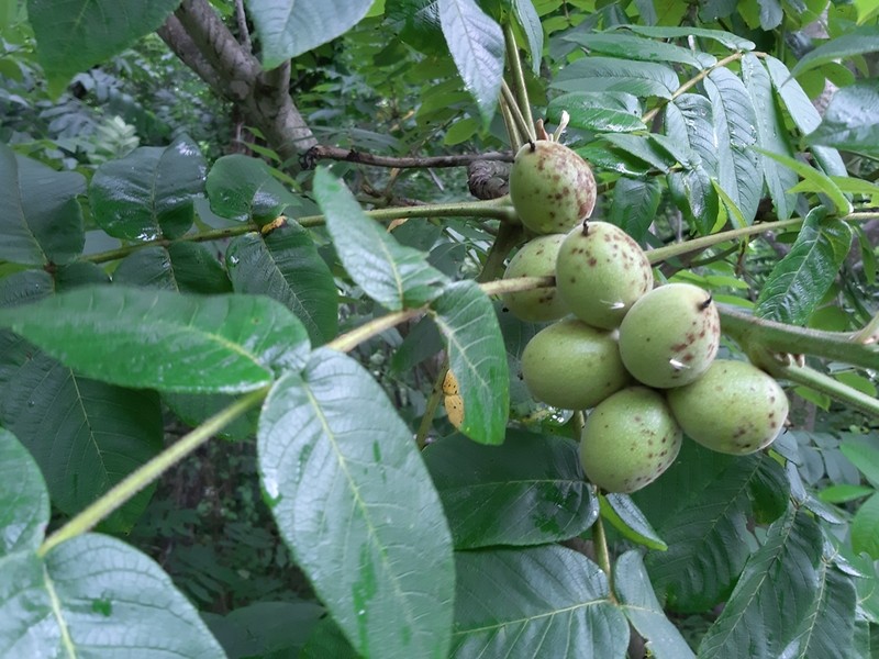 Manchurian Walnut photo 3