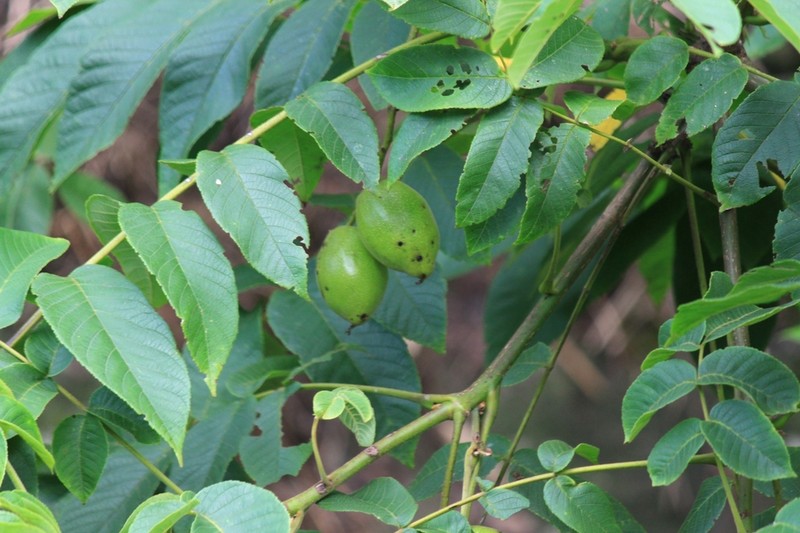 Manchurian Walnut photo 4