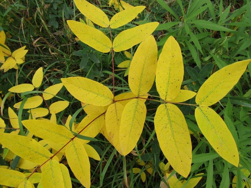 Manchurian Walnut photo 5