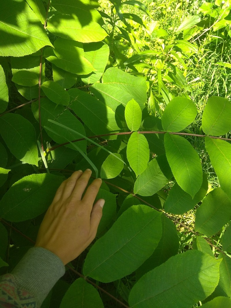 Manchurian Walnut photo 6