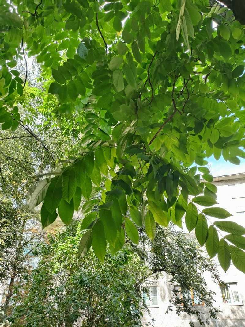 Manchurian Walnut photo 7