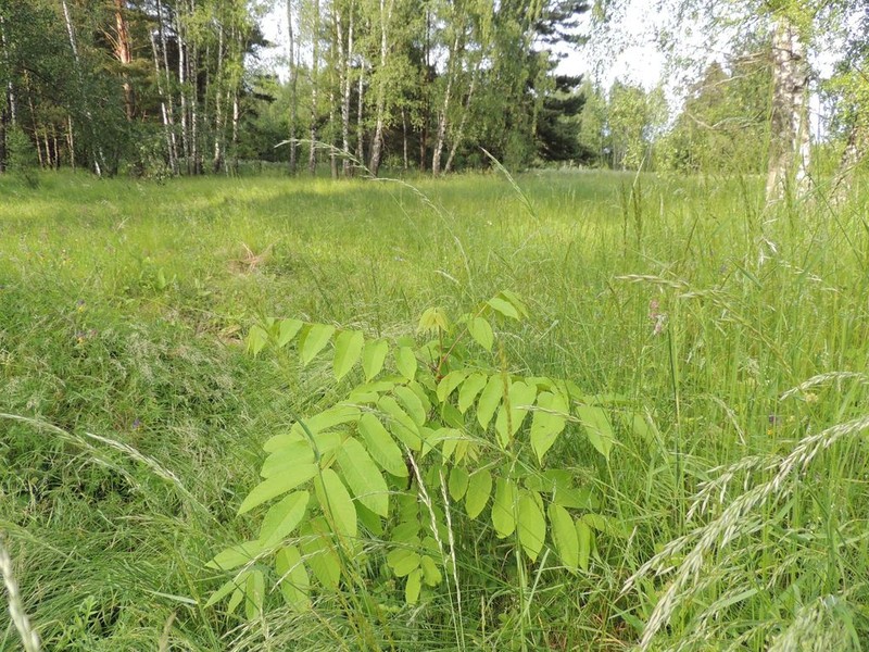 Manchurian Walnut photo 8