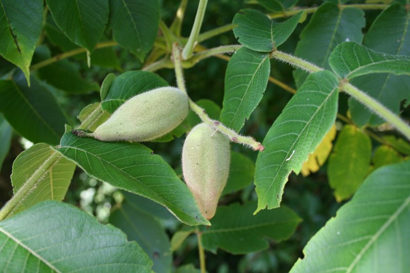 Manchurian Walnut
