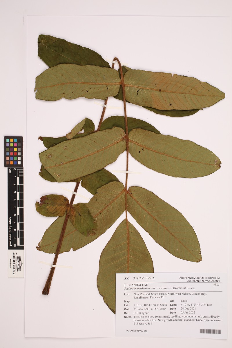 Japanese Walnut