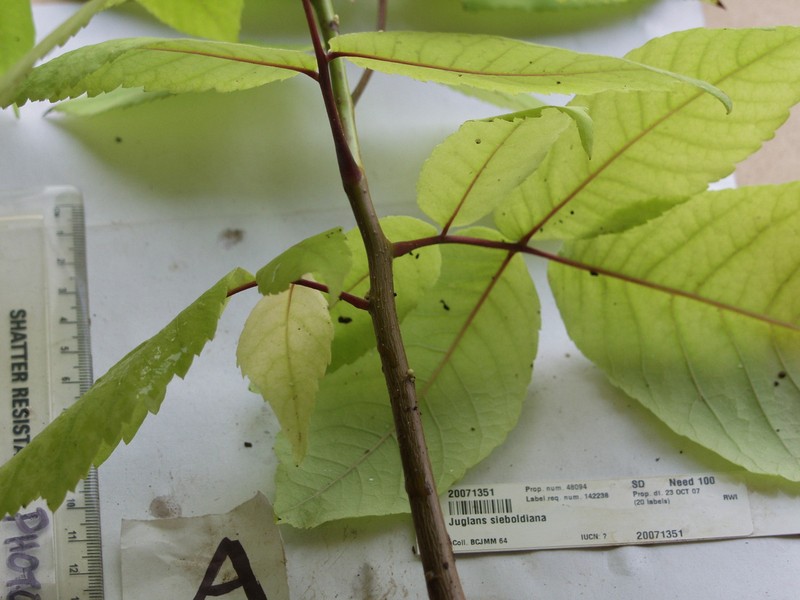 Japanese Walnut photo 2