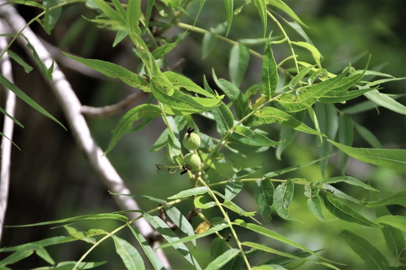 Little Walnut photo 2