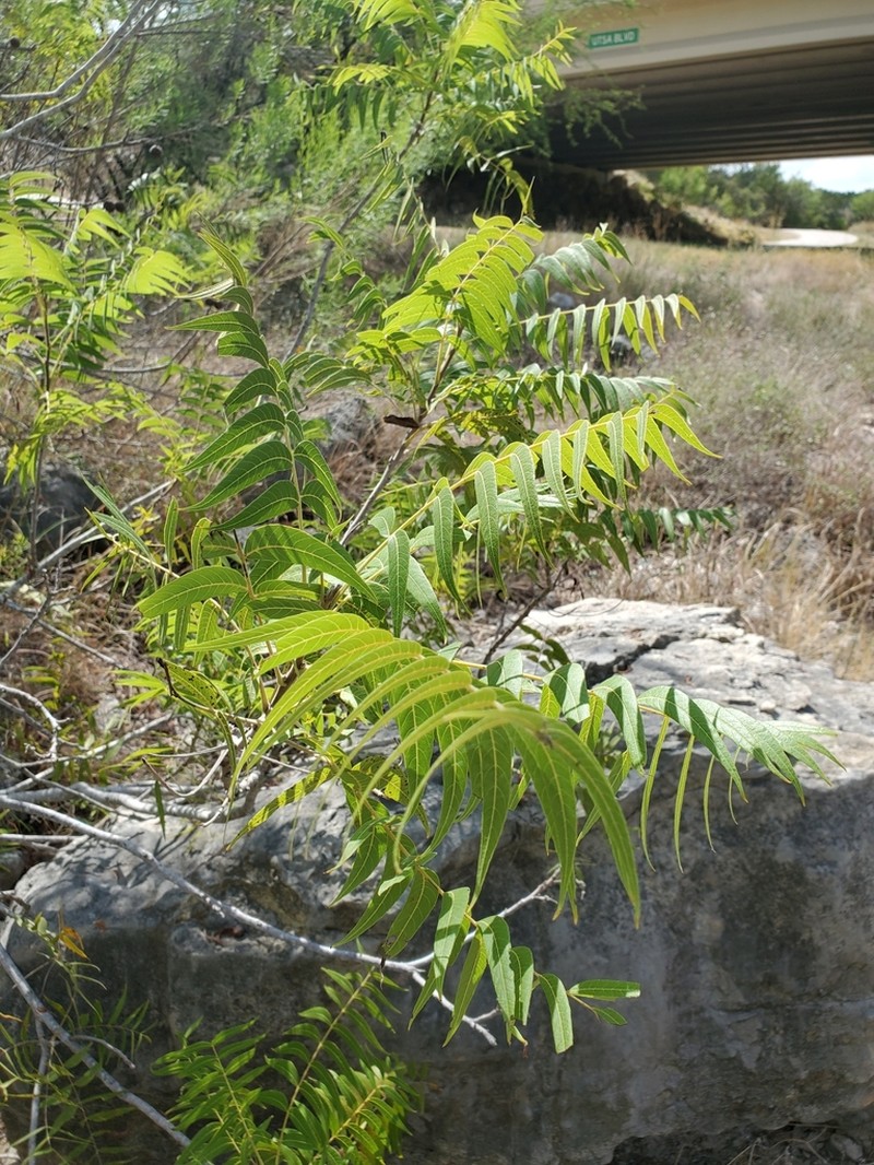 Little Walnut photo 5