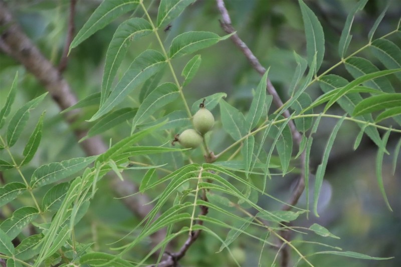 Little Walnut photo 6