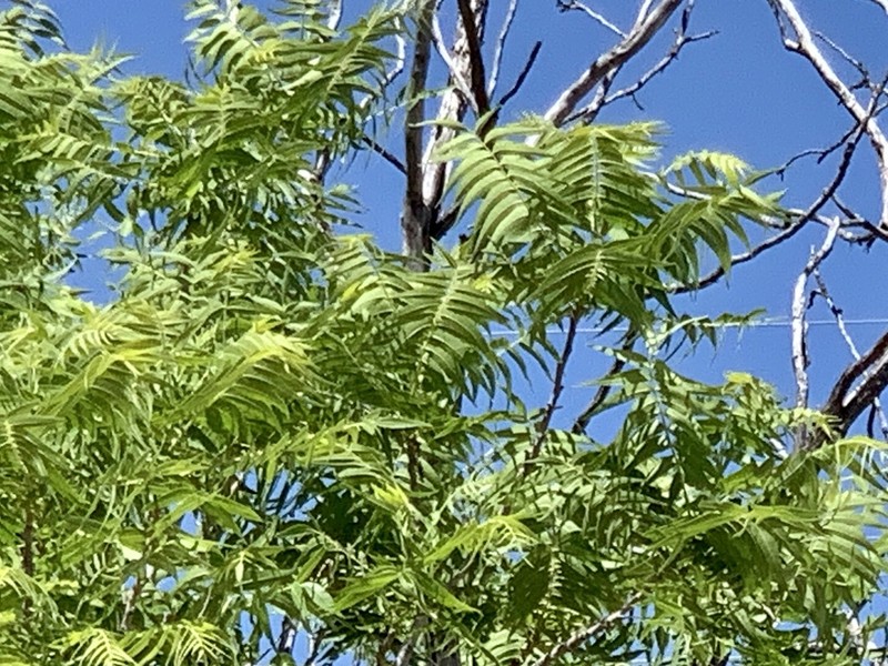 Little Walnut photo 7