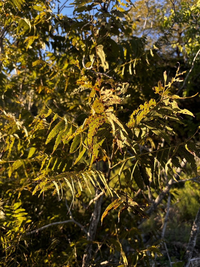 Little Walnut photo 8