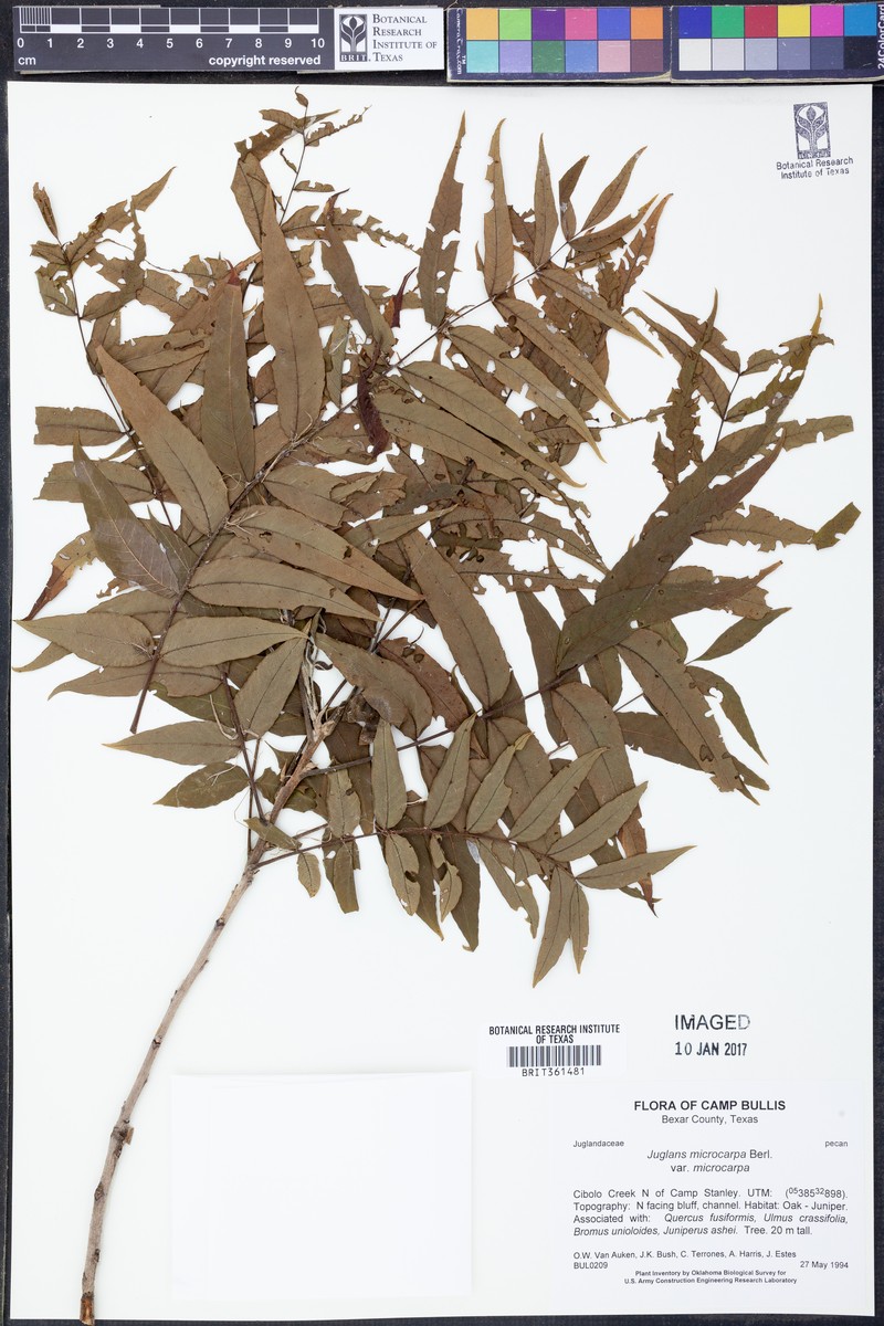Juglans microcarpa var. microcarpa