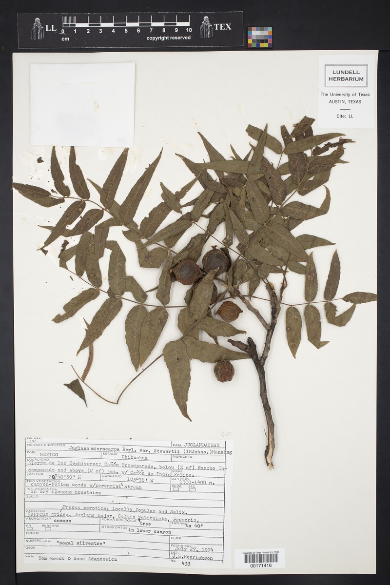 Juglans microcarpa var. stewartii