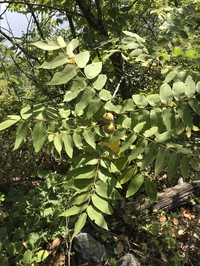 Juglans mollis