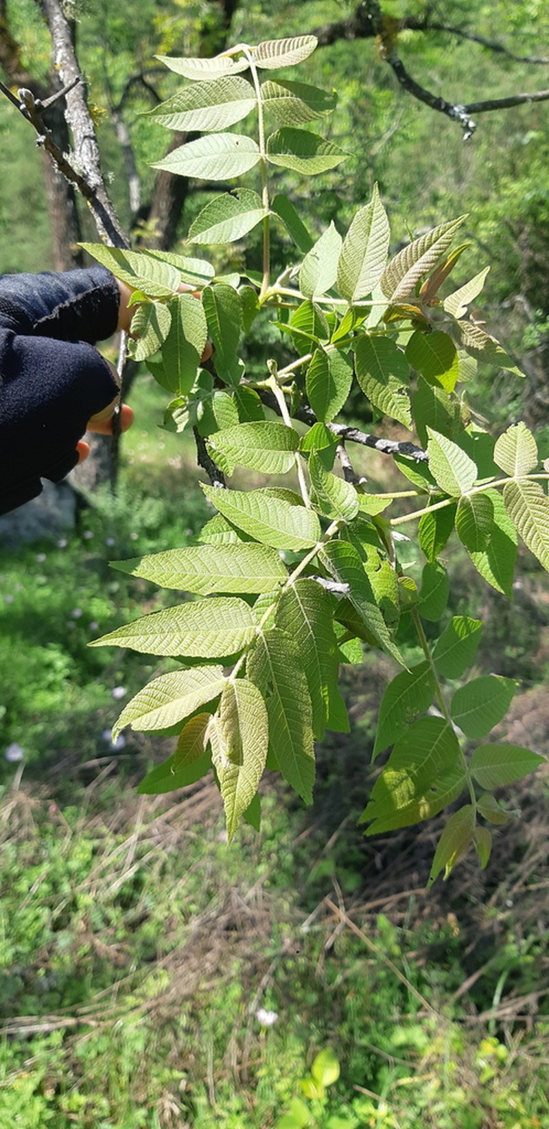 Juglans mollis photo 2