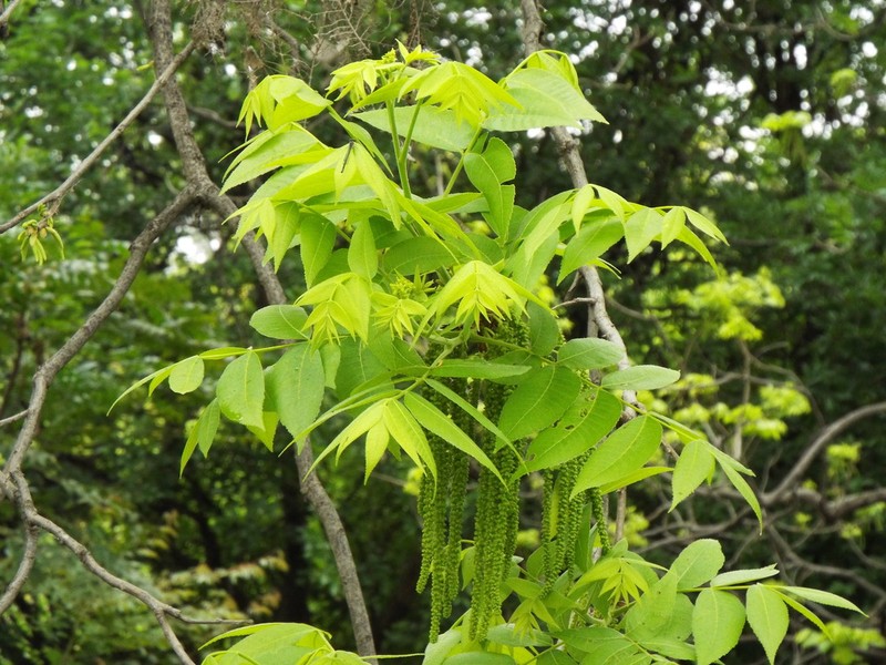 Juglans mollis photo 3