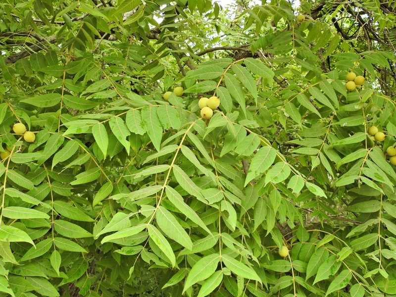 Juglans mollis photo 4