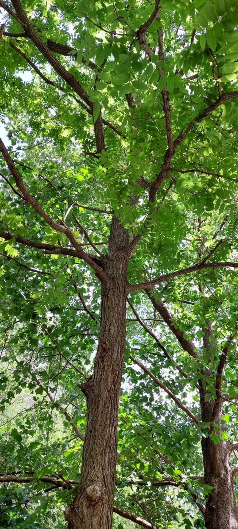 Juglans mollis photo 5