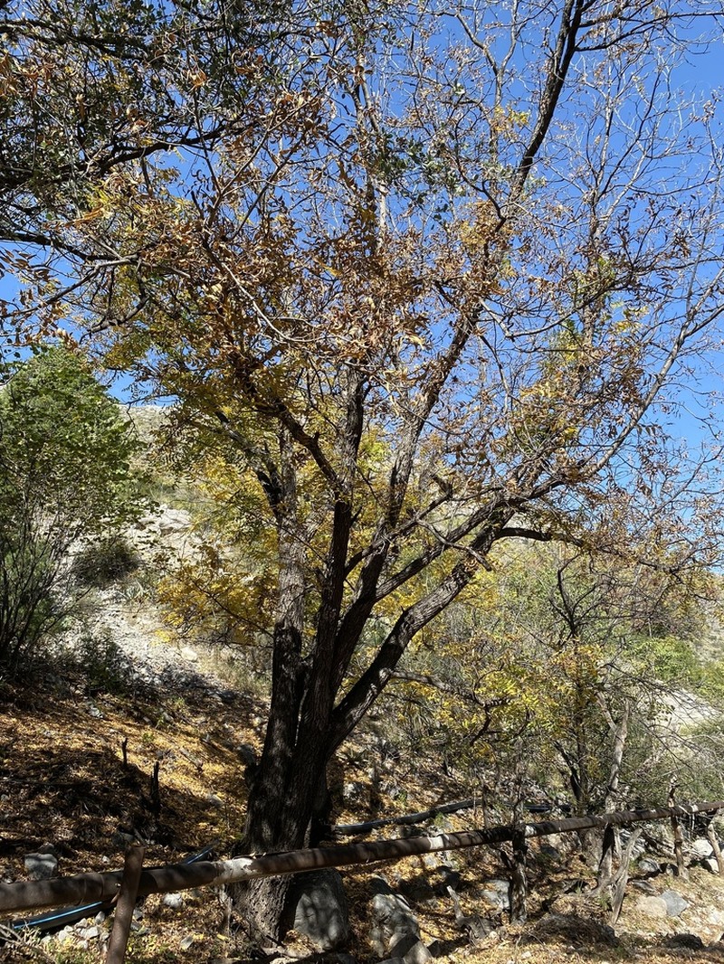 Juglans mollis photo 6