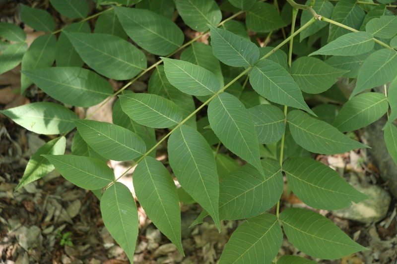Juglans mollis photo 7