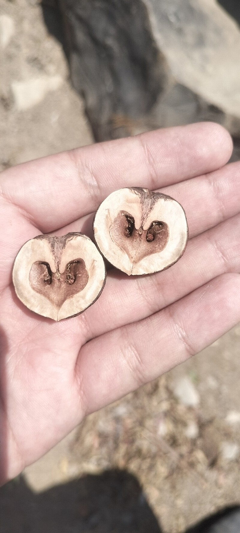 Juglans mollis photo 8