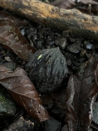 Andean Walnut