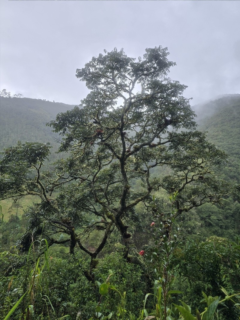 Andean Walnut photo 2