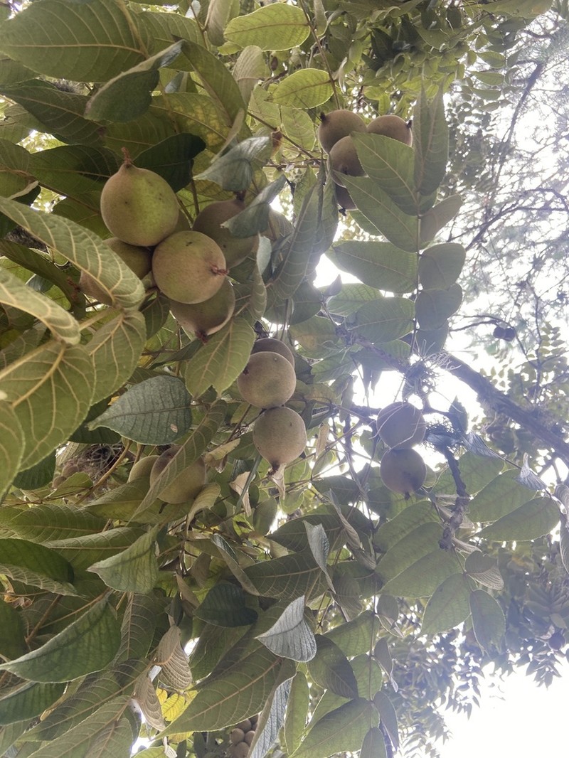 Andean Walnut photo 4
