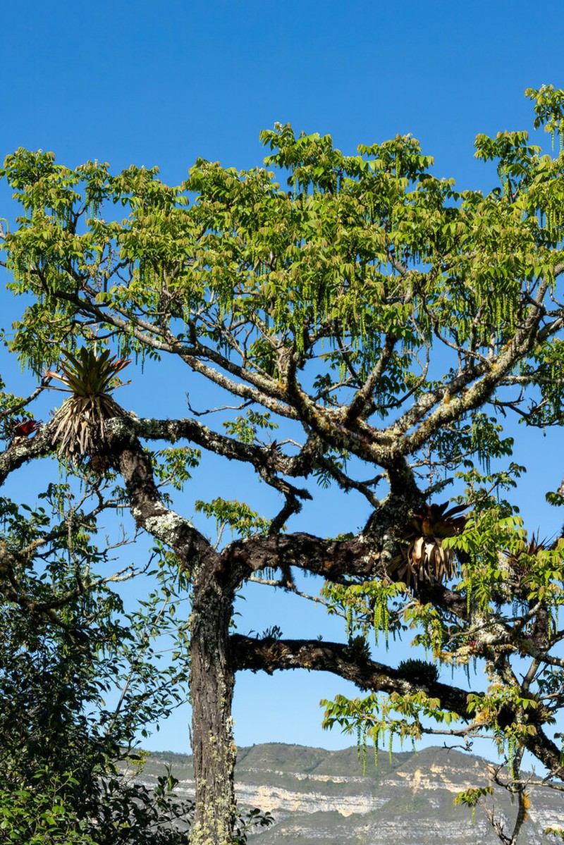 Andean Walnut photo 6