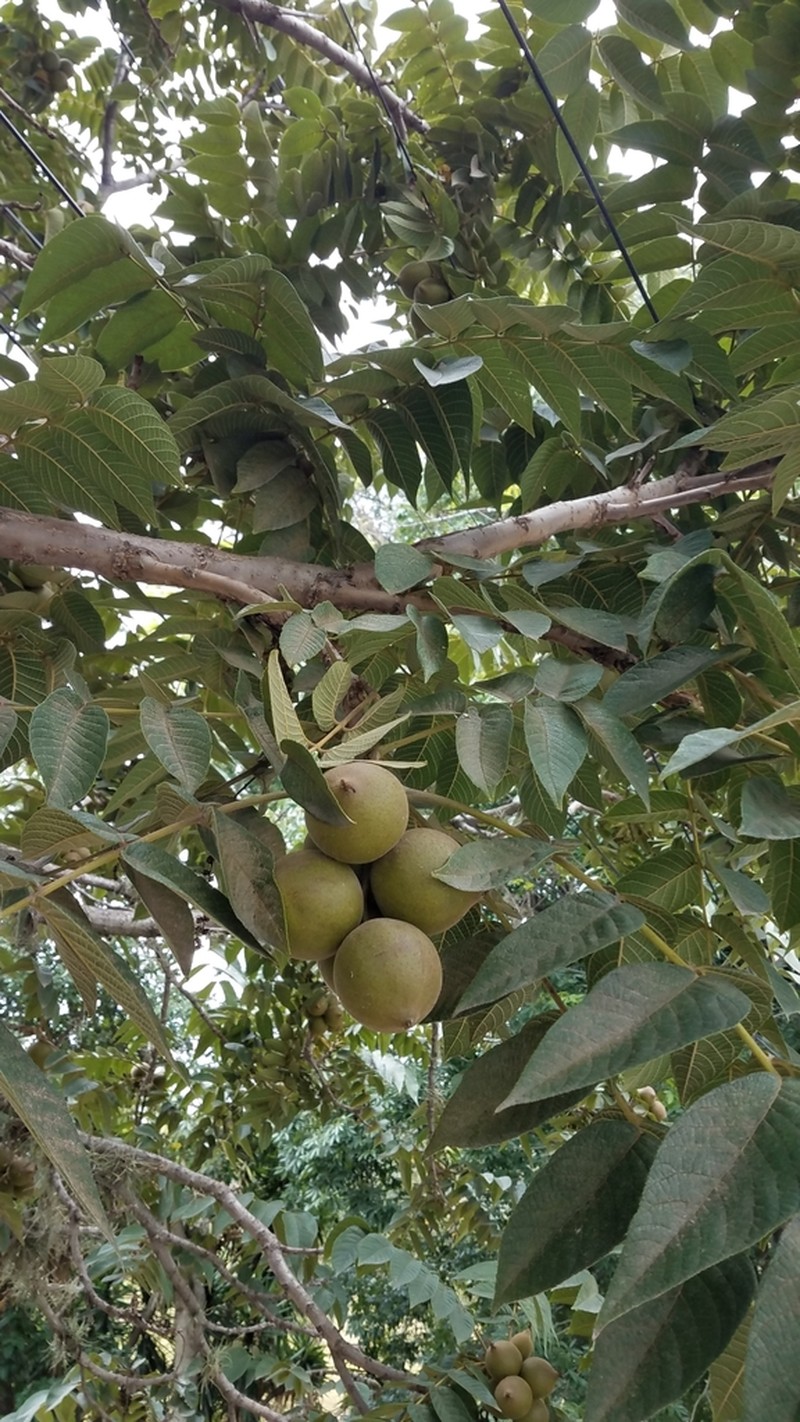 Andean Walnut photo 7