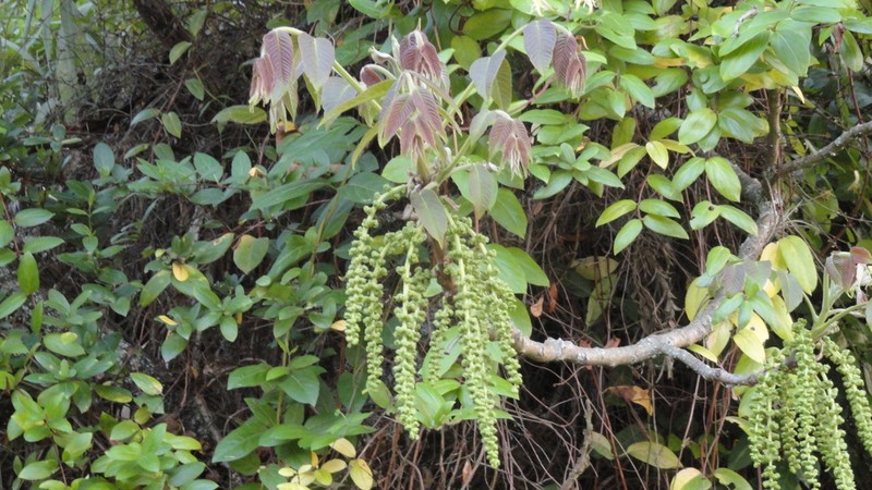 Andean Walnut photo 8