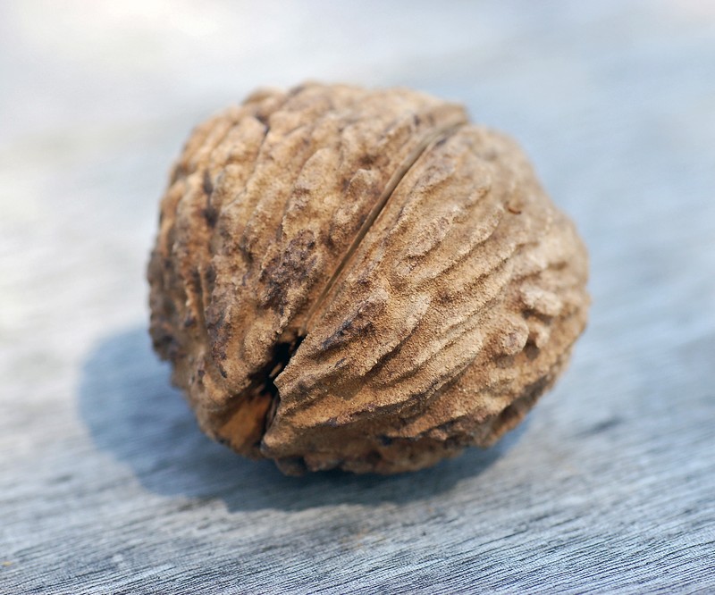 Black Walnut photo 2