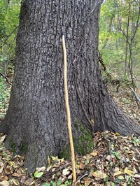 Black Walnut