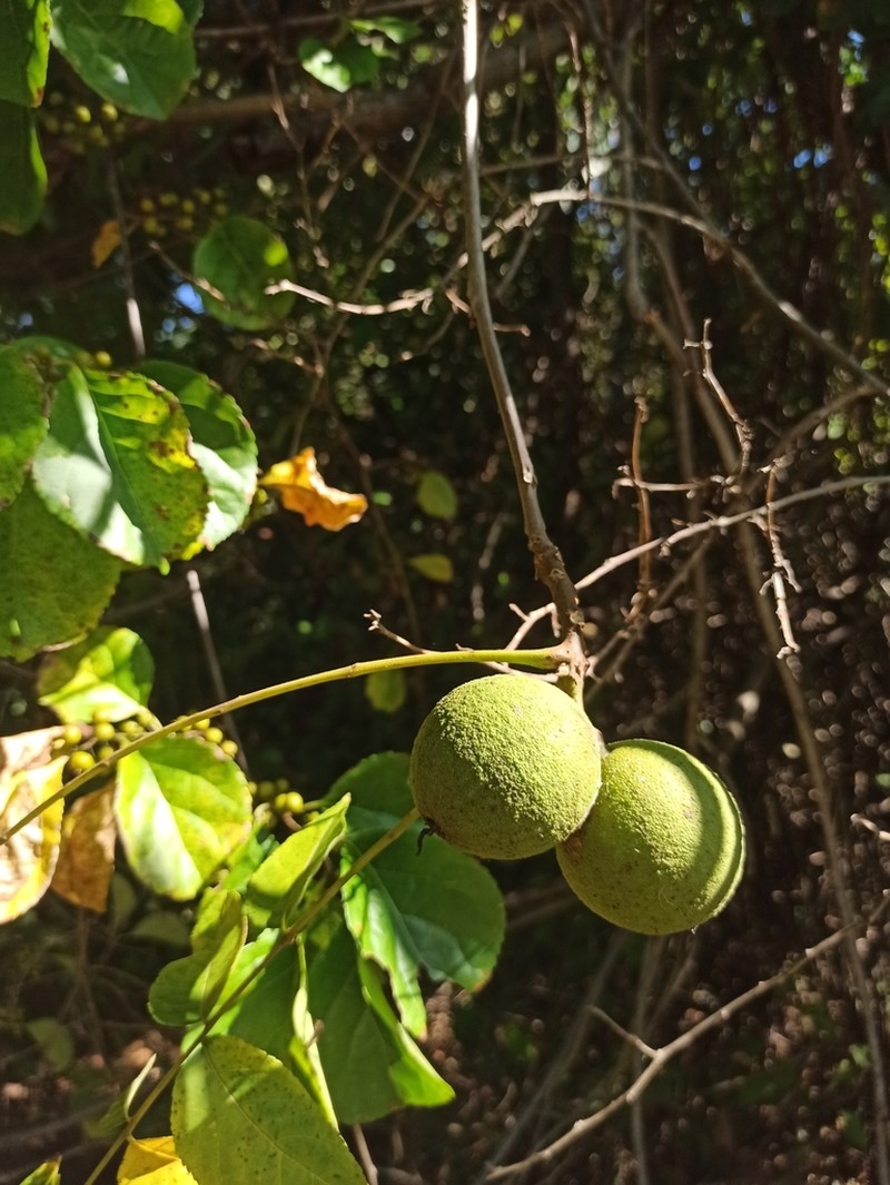 Black Walnut photo 2