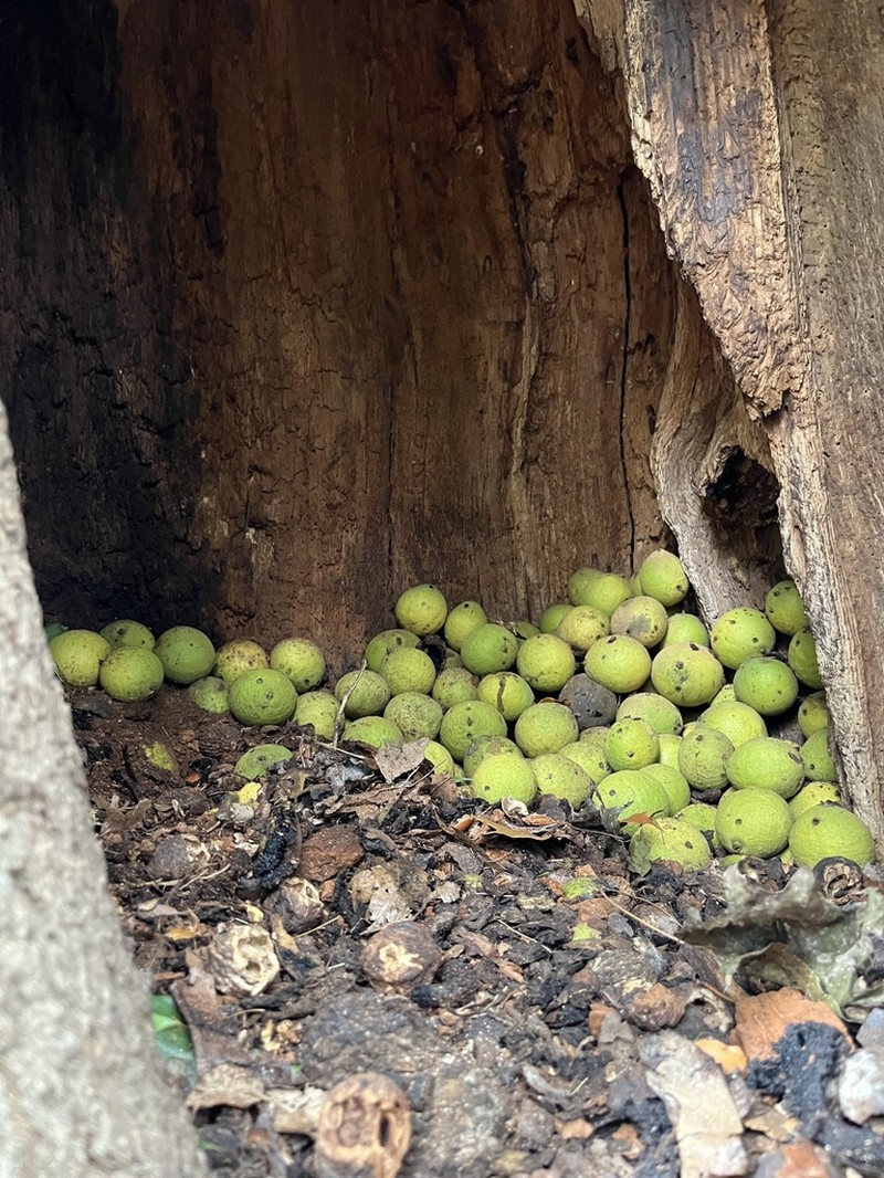 Black Walnut photo 3