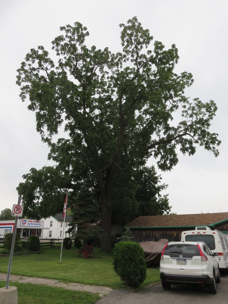 Black Walnut photo 5