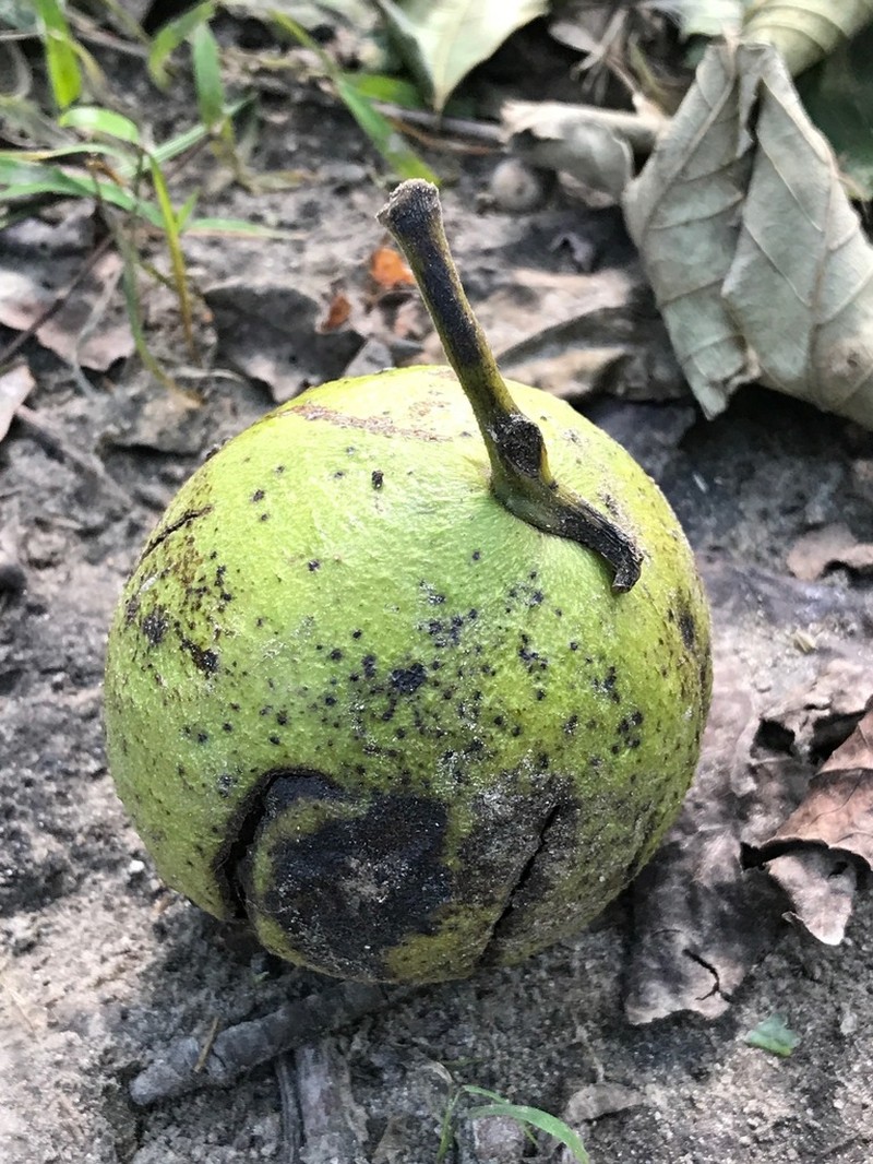 Black Walnut photo 6