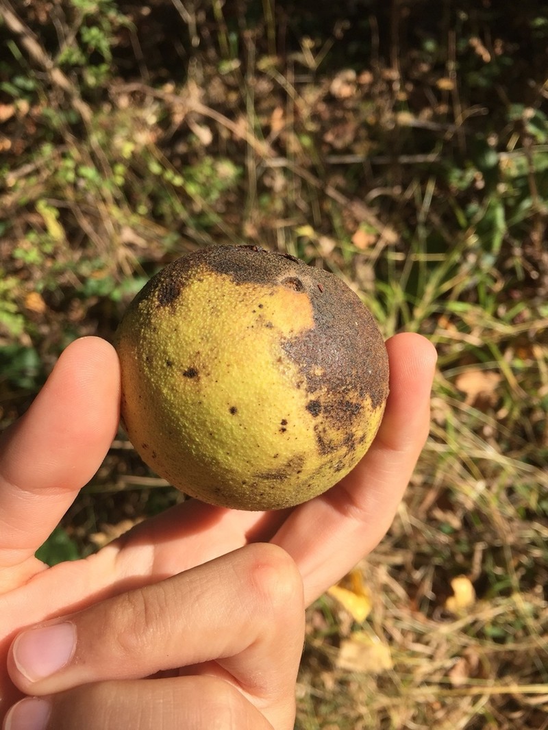 Black Walnut photo 7