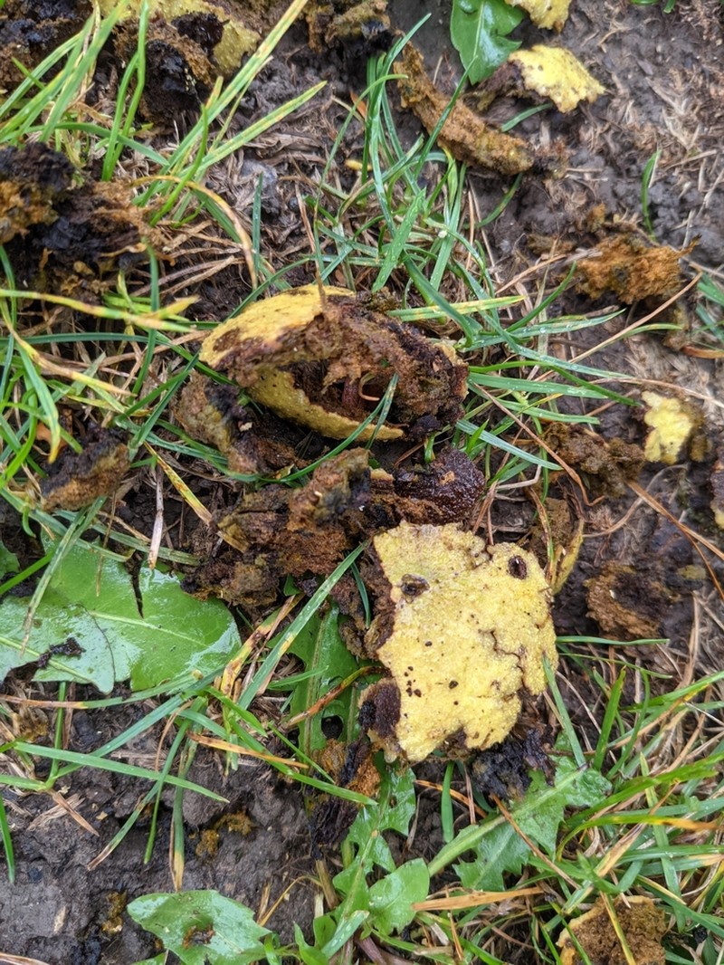 Black Walnut photo 8